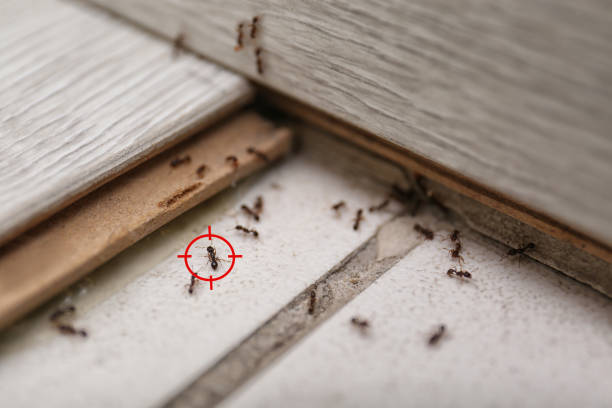 Best Cockroach Control Services  in Hazen, ND
