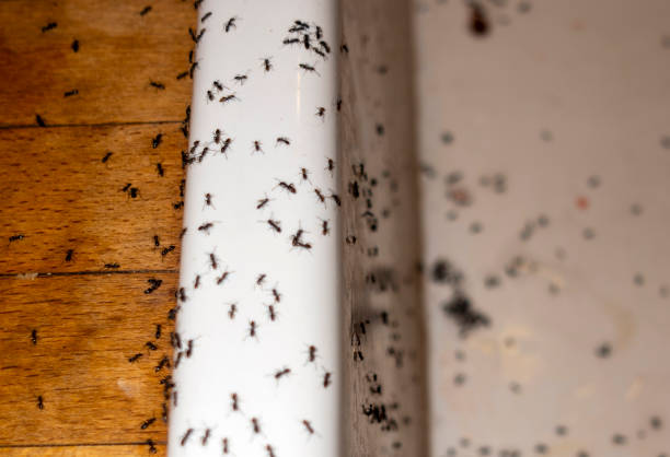 Best Pest Prevention Services  in Hazen, ND