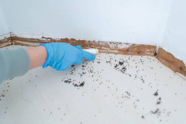 Best Bed Bug Extermination  in Hazen, ND